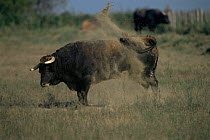 Spanish bull using dust to repel flies {Bos taurus} Camargue France