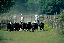 Horsemen herding cattle {Bos taurus}, Camargue, France
