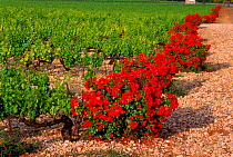 Rose bushes sensitive to (Oidium) fungi protect vines. Baronnies, Provence, France, Europe
