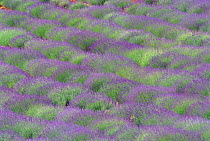 French lavender field in flower (Lavandula angustifolia) Baronnies, south-west France, Europe