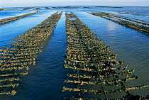 Oyster farm with Oysters {Lophia folium} exposed at low tide, Ie de Re, France