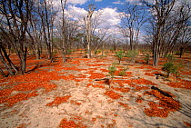 Mopani forest, Moremi reserve, Botswana, Southern Africa