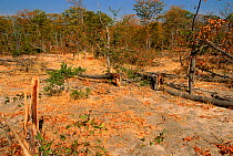 Elephant damage in Mopani forest, Moremi reserve, Botswana, Southern Africa