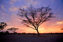 Acacia tree at dawn. Moremi reserve, Botswana, Southern Africa