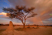 Acacia tree in late afternoon with rainbow. Mopani forest, Moremi Reserve, Botswana, Southern Africa