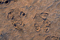 Hippo spoor. Moremi reserve, Botswana, Southern Africa