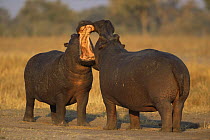 Two male Hippopotamus (Hippopotamus amphibius) sparring, Moremi reserve, Botswana, Southern Africa