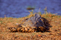 Nile crocodile (Crocodylus niloticus) with serval kill. Khwai river, Moremi reserve, Botswana, Southern Africa