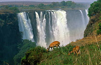 Chobe bushbuck (Tragelaphus scriptus) females grazing with Victoria Falls in the background, Zimbabwe, Southern Africa