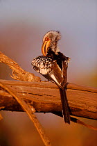 Yellow billed hornbill (Tockus flavirostris. Moremi reserve, Botswana, Southern Africa