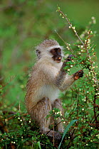 Vervet monkey (Chlorocebus / Cercopithecus aethiops) Kruger NP, South Africa