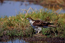 Bonelli's eagle (Hieraaetus fasciatus). Moremi reserve, Botswana, Southern Africa