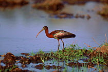 Glossy ibis (Plegadis falcinellus). Moremi reserve, Botswana, Southern Africa