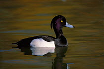 Tufted duck male on water, England UK