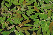 Pondweed leaves floating on pond surface {Potamogeton sp} Camargue, France