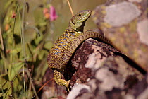 Lizard sunning itself on rock {Lacerta lepida}, Spain