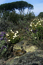 Hermann's tortoise {Testudo hermanni} on hillside amongst flowering rockrose (Cistus sp) and lavander (Lavandula sp), Plaine des Maures, Provence, France