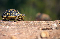 Hermann's tortoise {Testudo hermanni} Plaine des Maures, France