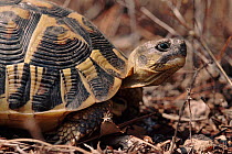 Hermann's tortoise, Plaine des Maures, France
