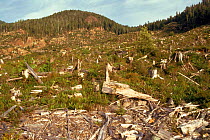 Deforested area. Vancouver island, British Columbia, Canada