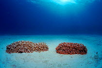Prickly red fish (Ananas sea cucumber) (Thelenota ananas). Indo-Pacific