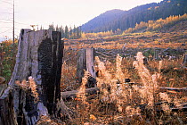 Deforested area where extensive logging has occured, British Columbia, Canada