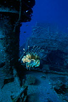 Lionfish (Pterois miles) swimming by shipwreck. Red Sea, Egypt