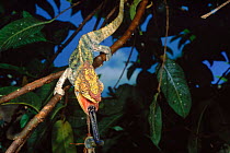 Parson's chameleon(Chamaeleo parsonii) feeding on locust. La Madraka, Madagascar