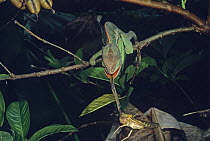 Parson's chameleon (Chamaeleo parsonii) with tongue extended catching locust, La Madraka, Madagascar
