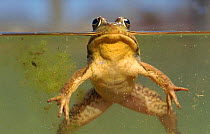 Green frog (Rana clamitans) in water. USA