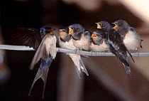Barn swallow fledglings (Hirundo rustica) being fed. Gloucestershire, England, UK, Europe
