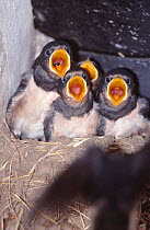 Barn swallow fledglings {Hirundo rustica} gape at the prospect of food, Gloucestershire, England, UK