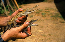 Comparison baby crocodile species: (Top) Orinoco crocodile {Crocodylus intermedius} and common caiman {caiman crocodylus}