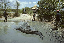 People catching a 5-meter Saltwater crocodile {Crocodylus porosus} Edward River, Pormpuraaw, Australia