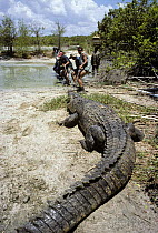 Group of men hauling 5-meter Saltwater crocodile {Crocodylus porosus} Edward River, Pormpuraaw, Australia