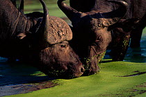 African buffaloes, males drinking, summer. Mala Mala, South Africa