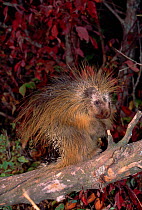 North American porcupine, Autumn Rocky Mountains USA
