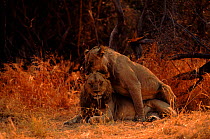 Male lions play copulating. Savuti, Botswana, Southern Africa