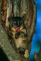 White-footed sportive lemur {Lepilemur leucopus} Berenty, Madagascar