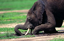 African elephant digging for minerals {Loxodonta africana} Masai Mara NR, Kenya