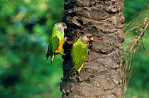 Senegal parrots {Poicephalus senegalus} Gambia