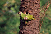 Senegal parrots pair at nest hole {Poicephalus senegalus} Gambia