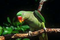 Alexandrine parrot (Psittacula eupatria) on branch, captive