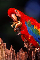 Scarlet macaw feeding on palm nut {Ara macao} Madre de Dios Peru