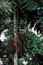 Scarlet macaws {Ara macao} feed on palm nuts, Madre de Dios