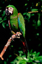 Chestnut fronted macaw (Ara severa). South America