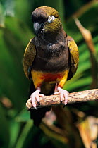 Patagonian conure / Burrowing parakeet {Cyanoliseus patagonus} captive
