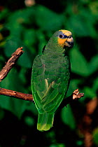 Orange winged amazon parrot (Amazona amazonica). South America