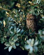 Scops owl {Otus scops} Extremadura Spain