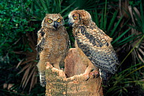Great horned owl (Bubo virginianus), juveniles at nest. USA Captive.